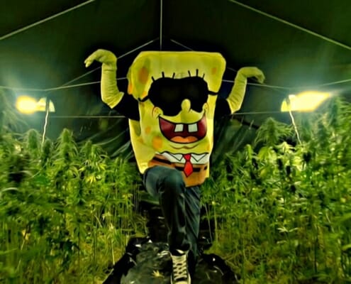 SpongeBOZZ im Weed