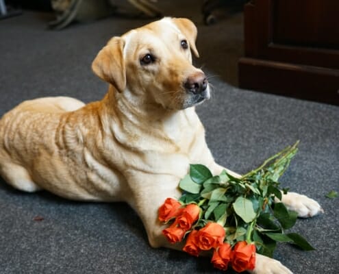 Izzy mit Rosen